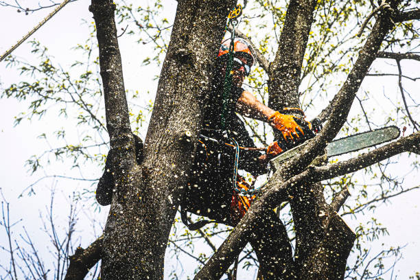 branch-cutting-action